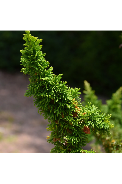 Малоніана Холуб пагони